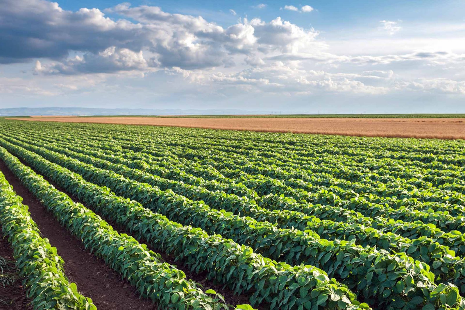 The_Industrial_Revolution_Agricultural_Revolution