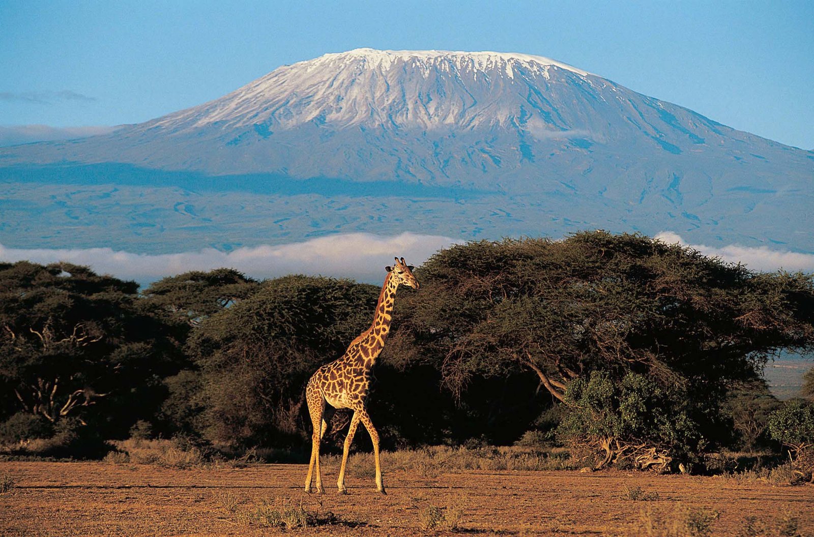 a-giraffe-standing-in-a-field-with-a-mountain-in-the-background